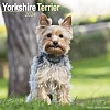 Yorkshire Terrier Calendar